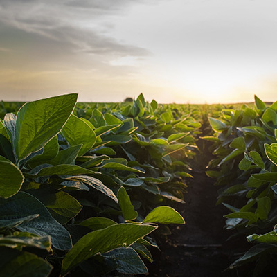 Field crops 400x400